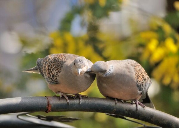 身近な野鳥キジバト うろこ状の模様が美しい鳩の仲間 四つ葉のくまさんの癒しのお花 時々お料理日記