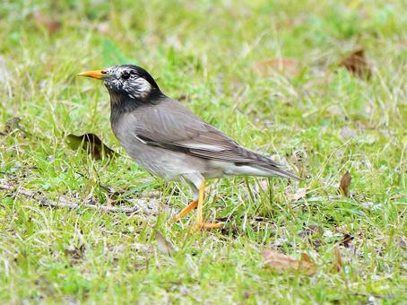 身近な野鳥ムクドリ 本来は益鳥であった過去 四つ葉のくまさんの癒しのお花 時々お料理日記