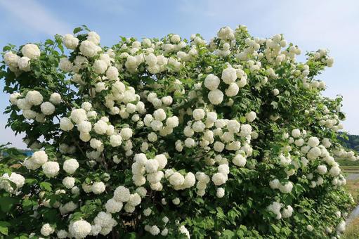 変わった花言葉を持つ草花たち ビバーナムスノーボール 徐々に美しく変わっていく 四つ葉のくまさんの癒しのお花 時々お料理日記