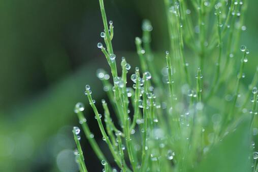 つくしは成長したらどうなるの 四つ葉のくまさんの癒しのお花 時々お料理日記