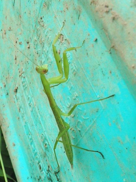 畑の虫図鑑 エジプト料理アッシャムス