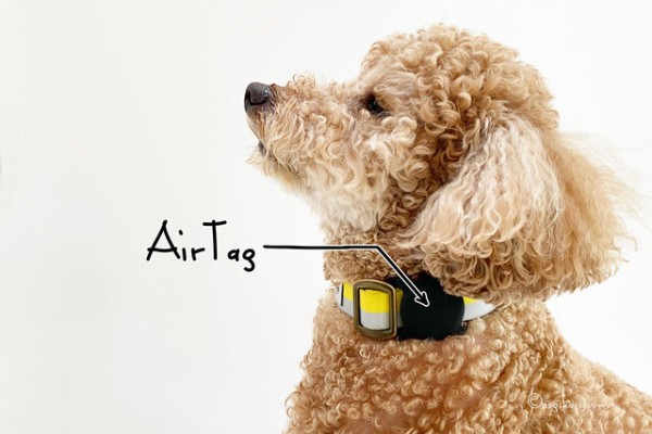 迷子防止】犬の首輪にAirTag（エアタグ）装着！！ : Happy Living