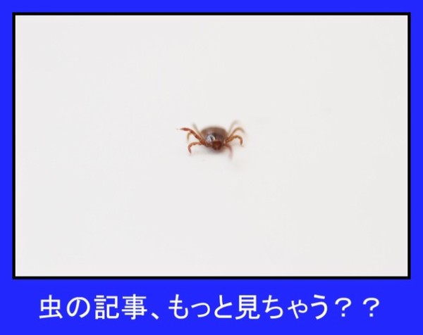 家に入ってくる虫を阻止 虫との戦いは続いています Happy Living 削ぎ家事研究室 Powered By ライブドアブログ