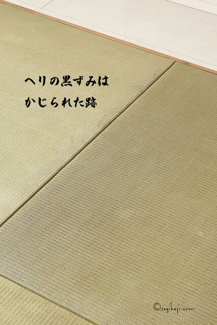新品未使用　1万50000円　い草カーペット　和室　畳　６帖用　京都市引き取り