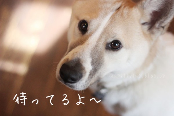 保護犬と出会える つくばの キドックスカフェ は 若者たちの自立も目指してます Happy Living 削ぎ家事研究室 Powered By ライブドアブログ