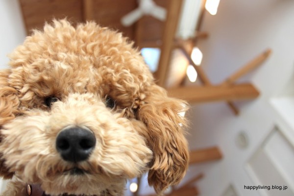 オシャレな 犬用ステップ 人間もクッションとして使えるよ Happy Living 削ぎ家事研究室 Powered By ライブドアブログ
