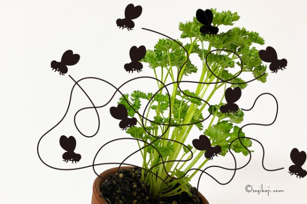 パセリのまわりを小虫が飛んでいたーーー 汗 Happy Living 削ぎ家事研究室 Powered By ライブドアブログ