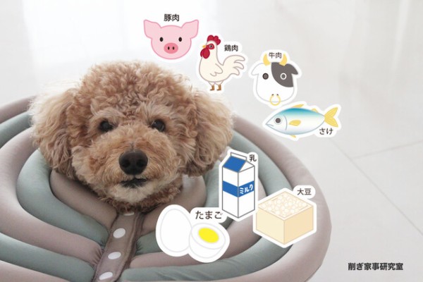 犬のアレルギー Ige検査 では陰性だったのに リンパ球検査 ではガッツリ陽性だった件 Happy Living 削ぎ家事研究室 Powered By ライブドアブログ