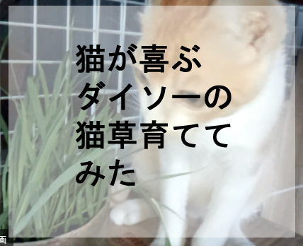 初心者でも簡単 猫大喜びのダイソーの猫草を植えてみた 好きなことだけする生活日記