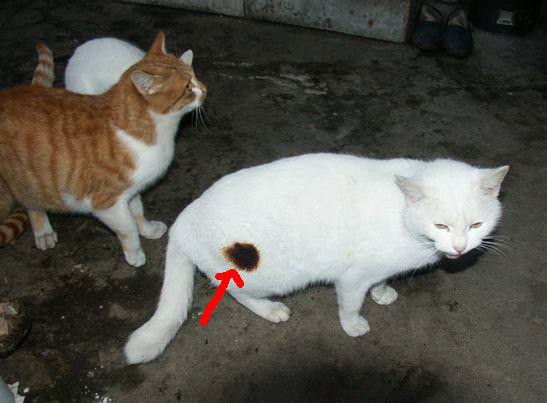 焦げてる ストーブon ネッコ ｼｭﾊﾞﾊﾞﾊﾞﾊﾞ わんにゃんにゅーす