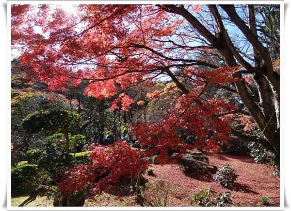 大窪寺の紅葉を見に行きました 楽笑日常茶飯事