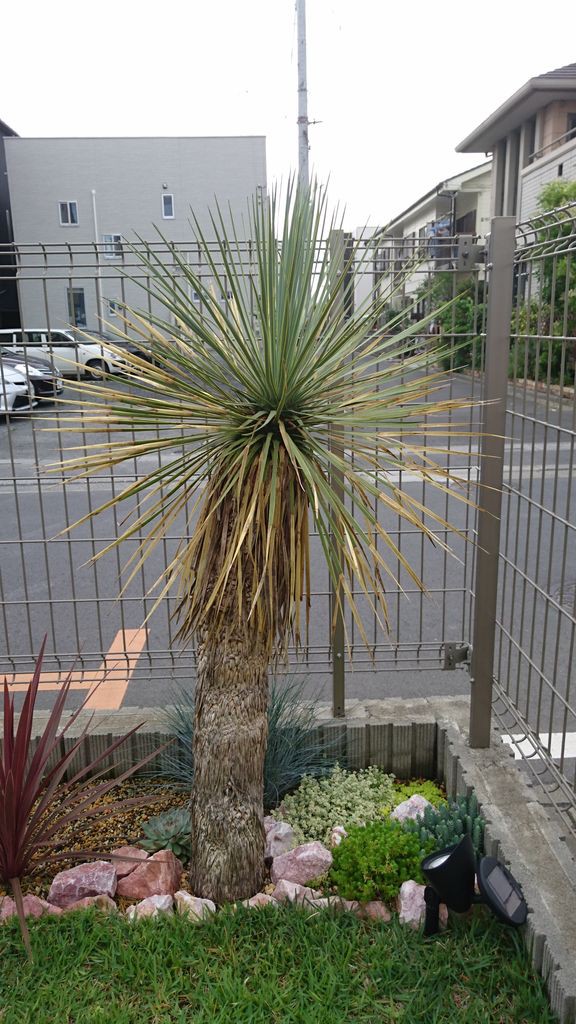 ユッカ ロストラータ 地植え後２ヶ月 埼玉多肉ブログ