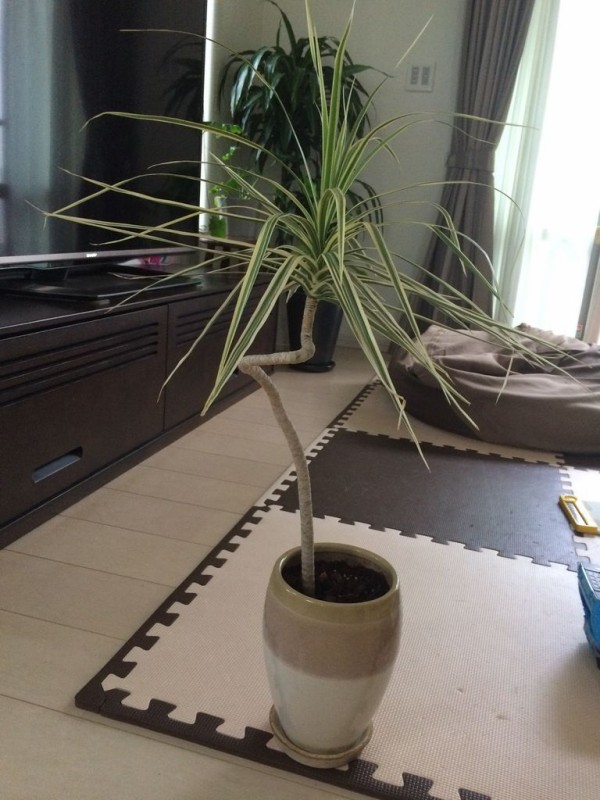 ドイト花の木 与野 埼玉多肉ブログ