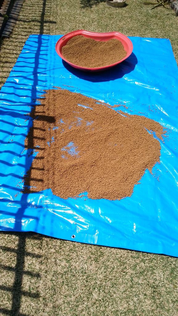 ユッカ ロストラータ地植え2 埼玉多肉ブログ