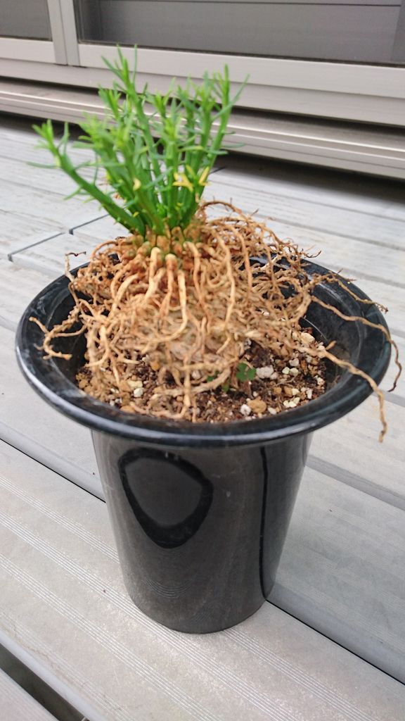 ユーフォルビア 孔雀丸 ドイト花の木与野にも行きました 埼玉多肉ブログ