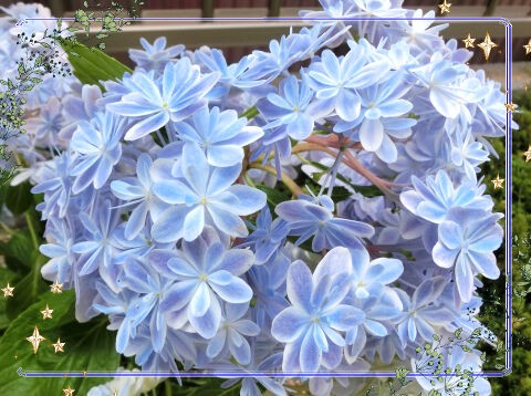 去年植えた紫陽花 万華鏡 が今年咲いた んだけど 晴れのちもちごめ