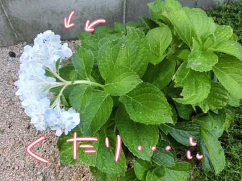 秋なのに花が咲いたよ紫陽花 万華鏡 晴れのちもちごめ