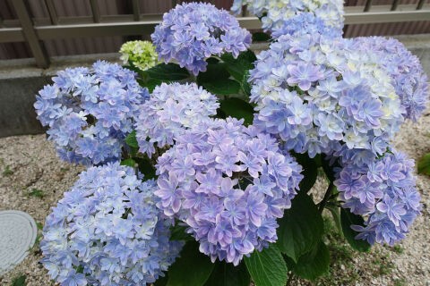 紫陽花 万華鏡 地植え3年目 今年も花を支える支柱を付けたよ 晴れのちもちごめ