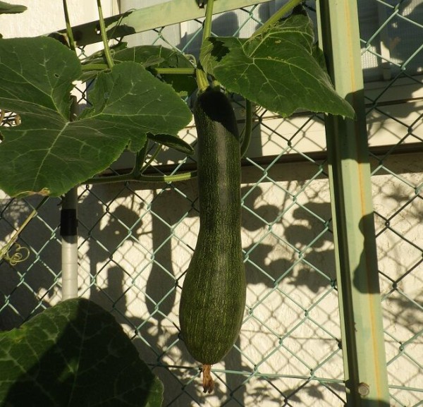 日本カボチャ ハリ野豚 疾走録