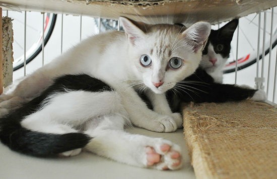 猫を拾って4日目の2つの失敗 後 ハロマツのお買い物日記 猫を拾って4日目の2つの失敗 後 ハロマツのお買い物日記