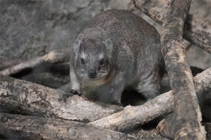 安佐動物公園 ケープハイラックス君のお部屋 岩狸さんのお部屋