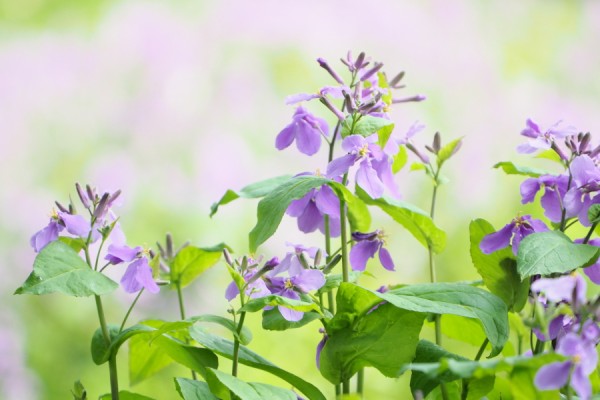 ダイコンバナ ムラサキ花 にやられた 森への想い