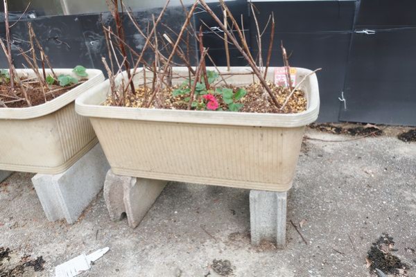 イチゴ栽培ナメクジ撃退法 ｖ ０ 趣味の歳時記