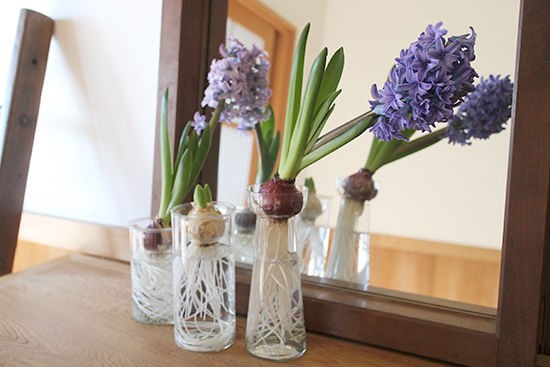 ヒヤシンス水耕栽培 カビが生えても綺麗に咲きました 体験談２ Good Life