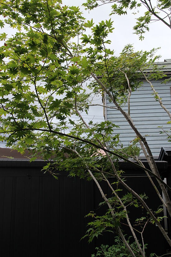 イラガ駆除で殺虫剤を使わない意外な方法を実践中してみました Good Life