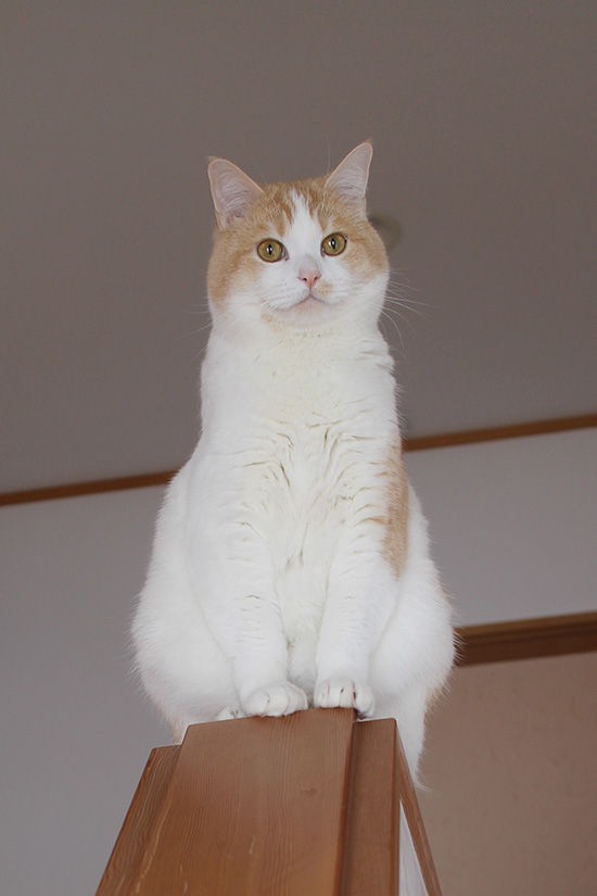 猫がまわり階段の手すりにのる 転落対策について ネコリザワシロ