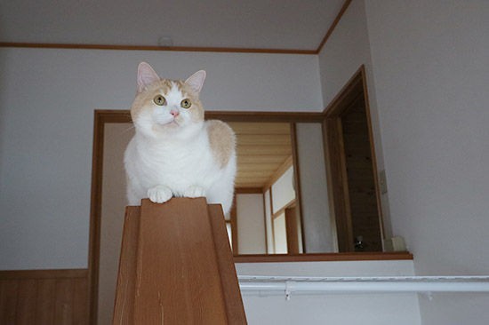 猫 吹き抜け階段の転落防止 対策してみました ネコリザワシロ