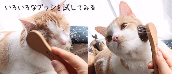猫のブラッシング嫌いを好きにさせる方法はあるの 只今実験中 ネコリザワシロ
