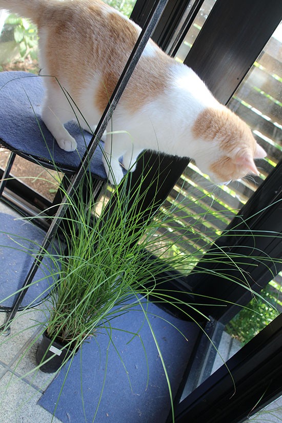 猫が食べる草 猫草より雑草のメヒシバやススキが好物 ネコリザワシロ