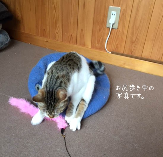 我が家の猫の癖 おしり歩き 興奮して嬉しい時にする ネコリザワシロ 我が家の猫の癖 おしり歩き 興奮して嬉しい時にする ネコリザワシロ