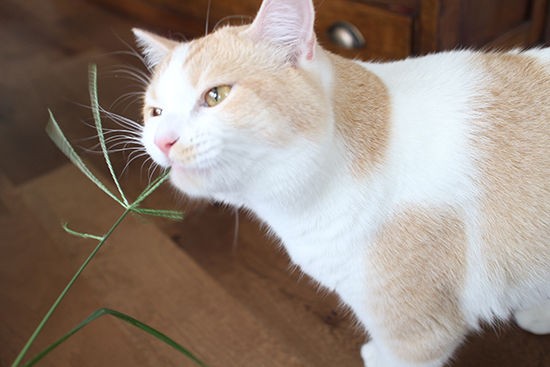 猫が食べる草 猫草より雑草のメヒシバやススキが好物 ネコリザワシロ