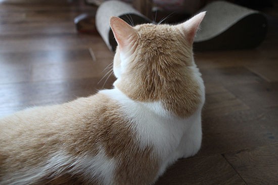 猫が甘えない 触りたいッのにすり抜けて触らせないタイプ ネコリザワシロ