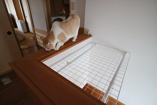猫 吹き抜け階段の転落防止 対策してみました ネコリザワシロ 猫 吹き抜け階段の転落防止 対策してみました ネコリザワシロ