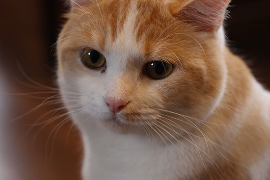 猫の目やにが赤い 最初は目の縁が赤く シバシバ瞬き 何だろう ネコリザワシロ