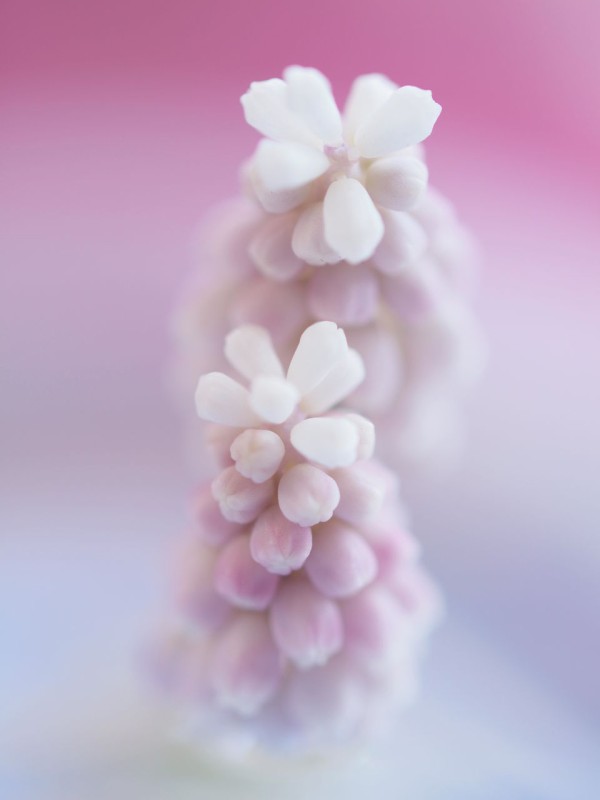 これでも花なんです ムスカリピンクサンライズ にゃんと私の毎日がお楽しみ袋