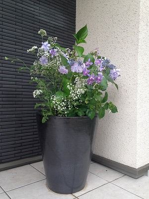 アジサイの寄せ植え 春うらら