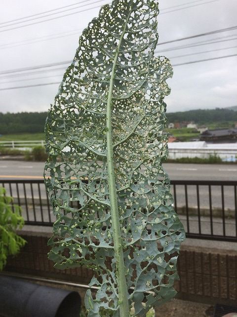 ショウガの害虫 ハスモンヨトウ うちのショウガは 広島産じゃけぇ