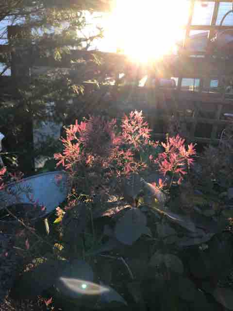 ぼんやりふわふわ スモークツリー グレース ハルゾ カフェ ときどき開店