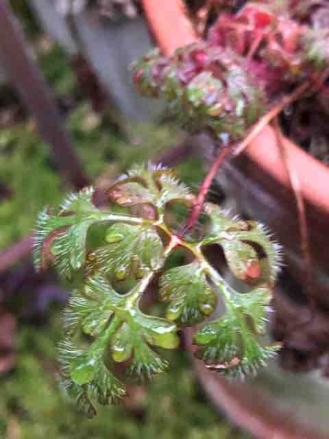 ゲラニウム レッドロビン ハルゾ カフェ ときどき開店