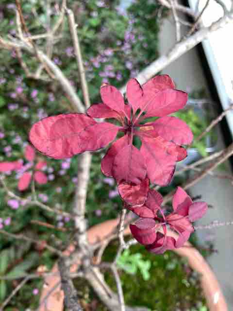スモークツリー ロイヤルパープル ハルゾ カフェ ときどき開店