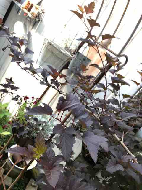 アメリカテマリシモツケ ディアボロ ハルゾ カフェ ときどき開店