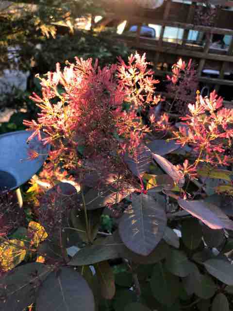 ぼんやりふわふわ スモークツリー グレース ハルゾ カフェ ときどき開店