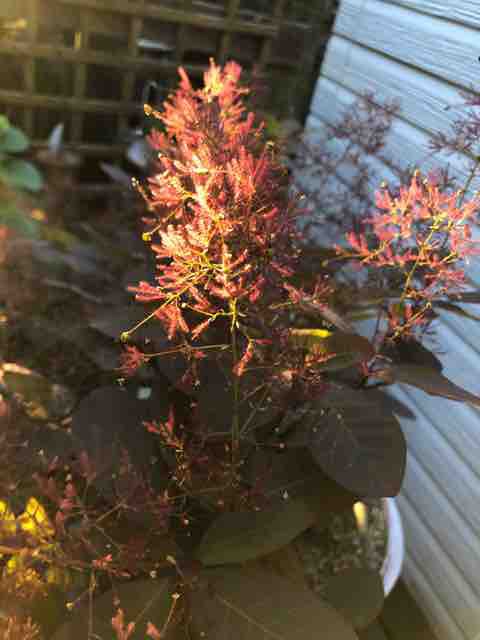 ぼんやりふわふわ スモークツリー グレース ハルゾ カフェ ときどき開店