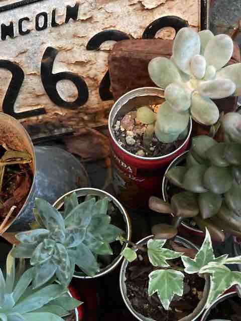 ルパン缶の多肉達 ハルゾ カフェ ときどき開店