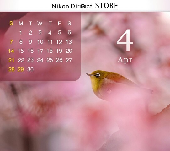 ニコンダイレクト壁紙カレンダー どうらくカメラ