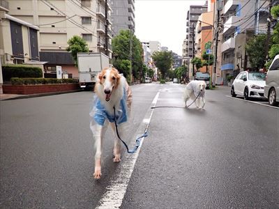 呼んでも来ないエリーとサリー いんちょブログ